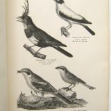Naturgeschichte und Abbildungen der Vögel-Gattungen. Nacch den neuesten Systemen zum gemeinnützigen Gebraauche entworfen, und mit Berücksichtigung für den Unterricht der Jugend bearbeitet von H.R. Schinz, Med. Dr., Lehrer der Naturgeschichten, und Mitglied mehrerer gelehrten Gesellschaften. Nach der Natur und den vorzüglichsten Originalien gezeichnet und lithographirt von K.J. Brodtmann. - Afbeelding 7