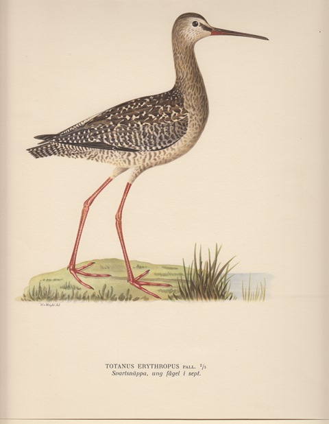 Totanus Erythropus. Svartsnäppa, ung fagel I sept.