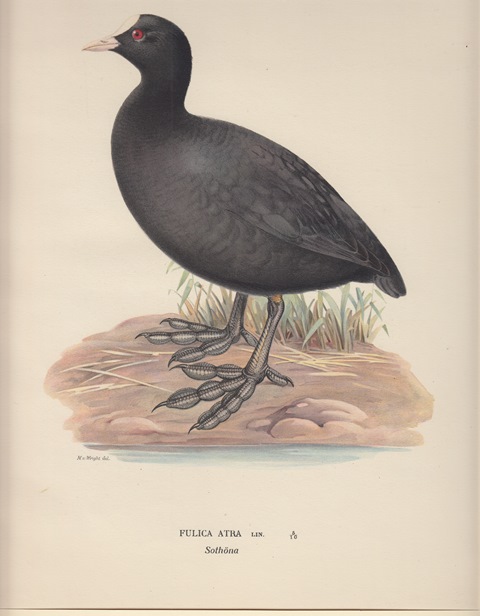 Fulica Atra. Sothöna.