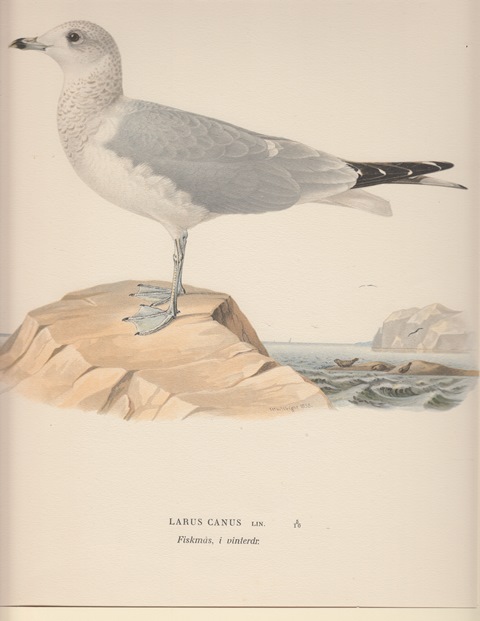 Larus Canus. Fiskmas, i vinterdr.