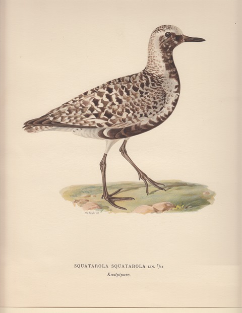 Squatarola Squatorola. Kustpipare.