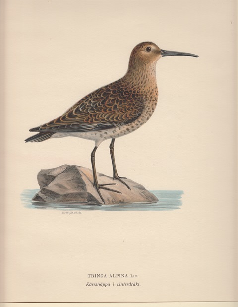 Tringa Alpina. Kärrsnäppa i vinterdräkt.