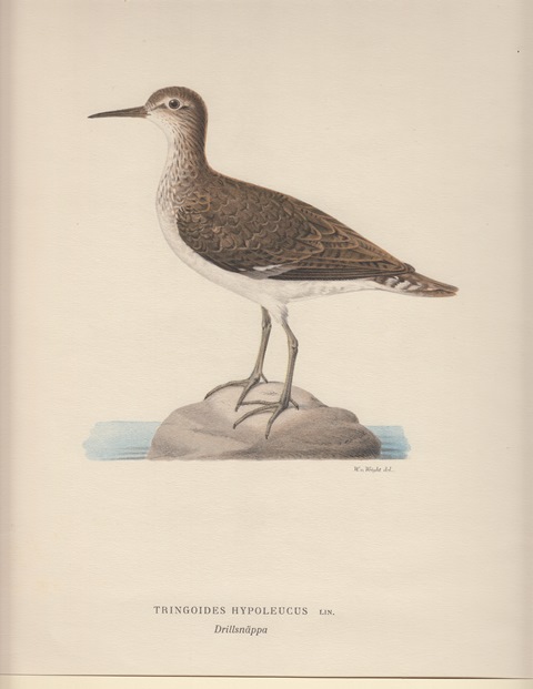 Tringoides Hypoleucus. Drillsnäppa.