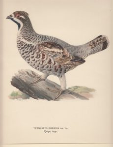 Tetrastes Bonasia. Hjärpe, tupp.