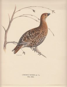 Lyrurus Tetrix. Orre, höna.