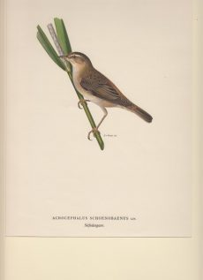 Acrocephalus Schoenobaenus. Säfsangare.