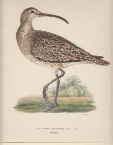 Numenius Phaeopus. Smaspof.