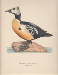 Eniconetta Selleri. Alförrädare (female).