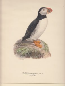 Fratercula Arctica. Lunnefagel.