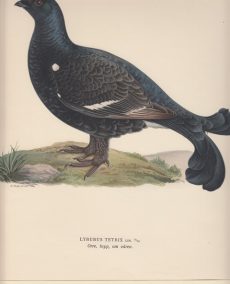 Lyrurus Tetrix. Orre, tupp, om varen.