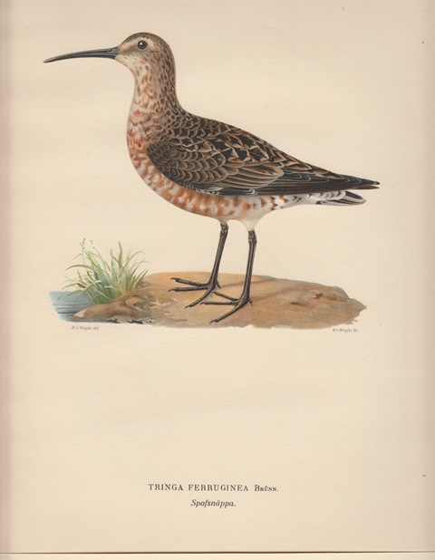 Tringa Ferruginea. Spofsnäppa.