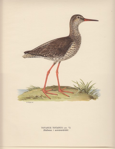 Totanus Totanus. Rödbena i sommardräkt.