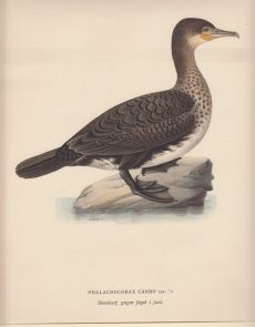 Phalacrocorax Carbo. Storskarf, yngre fagel i juni.