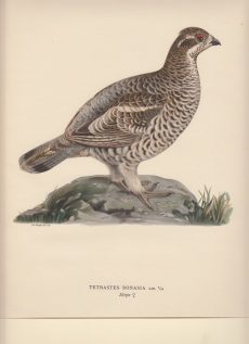 Tetrastes Bonasia. Järpe (male).